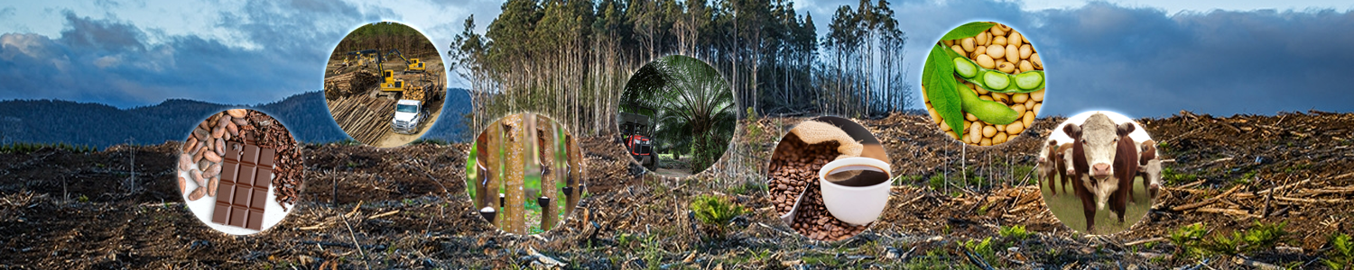 European Companies’ Supply Chains That Incorporate Seven Important Commodities Will Be Impacted by the European Union Deforestation Regulation (EUDR)